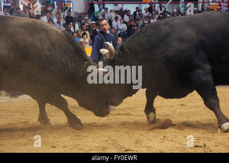 Tougyu événement sportif corrida japonais Japon Uwajima Banque D'Images