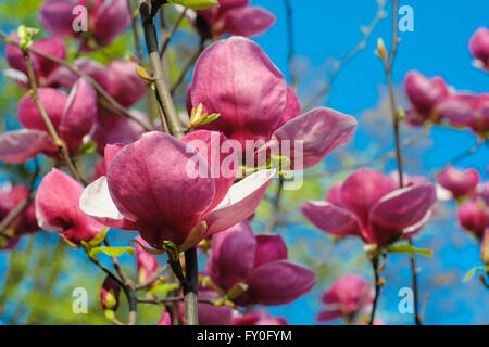 Vue rapprochée de la floraison mauve au printemps magnolia Botanical garden Banque D'Images