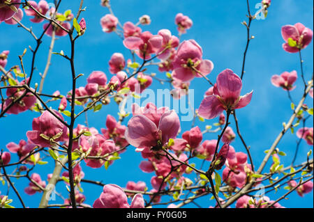 Vue rapprochée de la floraison mauve au printemps magnolia Botanical garden Banque D'Images