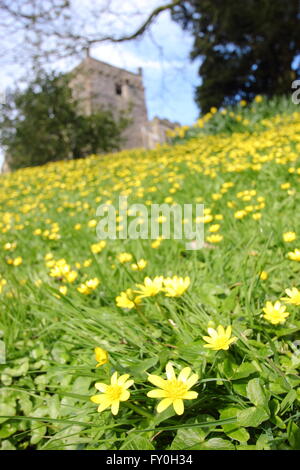 Lesser celandines (ficaria verna) poussent sur les pentes herbeuses autour de l'église St Mary ) dans le Derbyshire Peak District, Tissington UK Banque D'Images