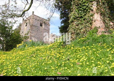 Lesser celandines (ficaria verna) poussent sur les pentes herbeuses autour de l'église St Mary ) dans le Derbyshire Peak District, Tissington UK Banque D'Images