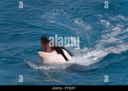 Chef de l'orque (Orcinus orca) bouche d'ouverture rapide de natation dans la Blue Water Banque D'Images