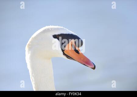 Cygne muet Banque D'Images