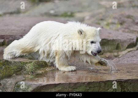 ours de glace Banque D'Images