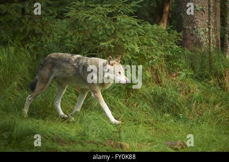 Greywolf eurasien Banque D'Images