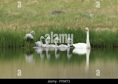 Cygne chanteur Banque D'Images