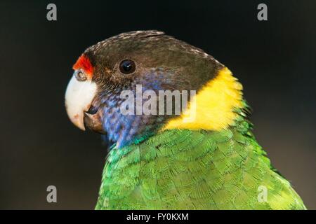 Port Lincoln parrot Banque D'Images