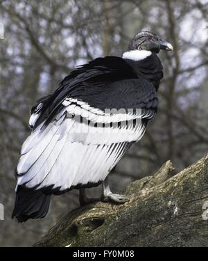Condor des Andes Banque D'Images