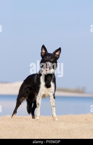 Border Collie permanent Banque D'Images