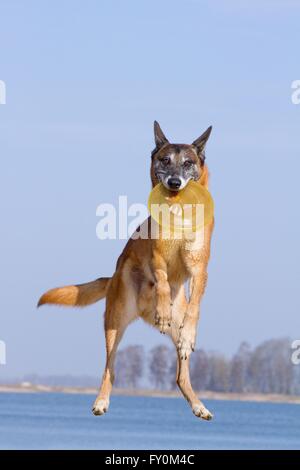 Jouer Malinois Banque D'Images