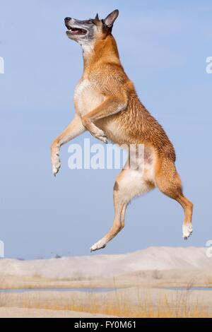 Jumping Malinois Banque D'Images