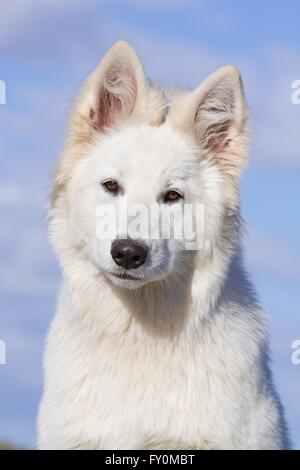 Berger Blanc Suisse portrait Banque D'Images