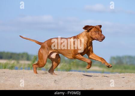 L'exécution de Rhodesian Ridgeback Banque D'Images