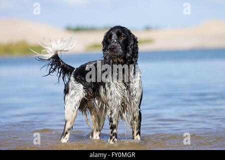 English Springer Spaniel Banque D'Images