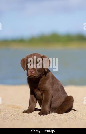 Labrador Retriever chiot Banque D'Images