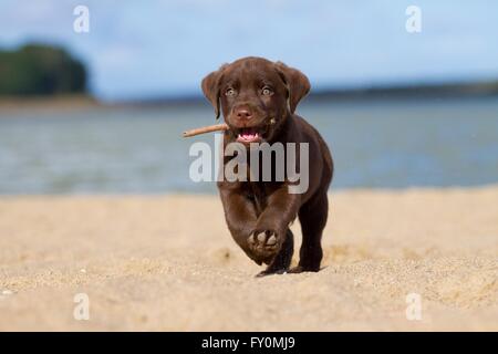 Jouer Labrador Retriever chiot Banque D'Images