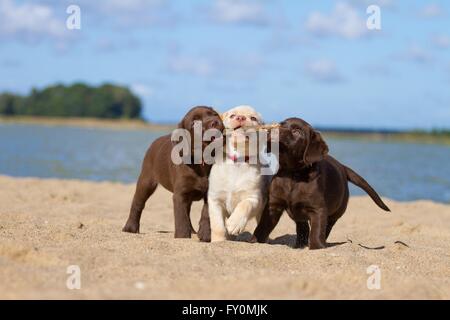 3 chiots Labrador Retriever Banque D'Images