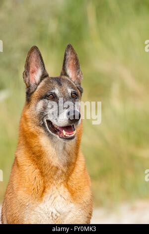 Portrait Malinois Banque D'Images