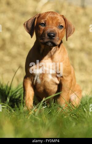 Le Rhodesian Ridgeback Puppy Banque D'Images