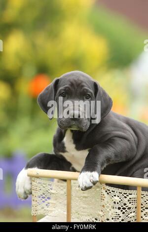 Chiot dogue allemand dans la campagne Banque D'Images