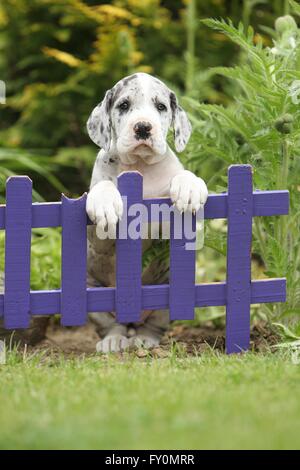 Chiot dogue allemand dans la campagne Banque D'Images