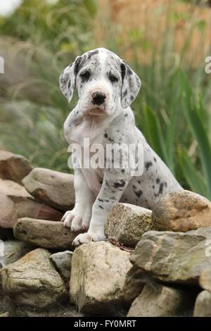 Chiot dogue allemand dans la campagne Banque D'Images