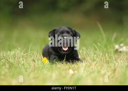 Labrador Retriever chiot Banque D'Images