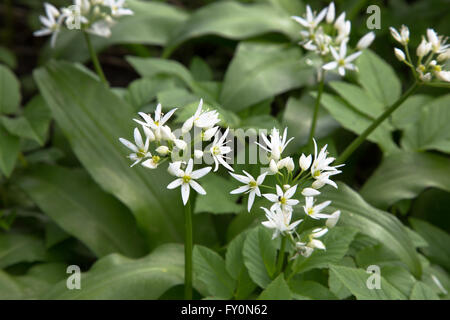 L'ail des ours Allium ursinum plantes (éventuellement) croissant dans la campagne autour de Durham, England, UK Banque D'Images