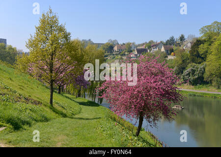 Étang et arbres à Falaise, une commune française, située dans le département du Calvados et la région Basse-Normandie, France Banque D'Images