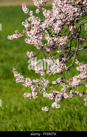 De belles fleurs d'amande au printemps Banque D'Images