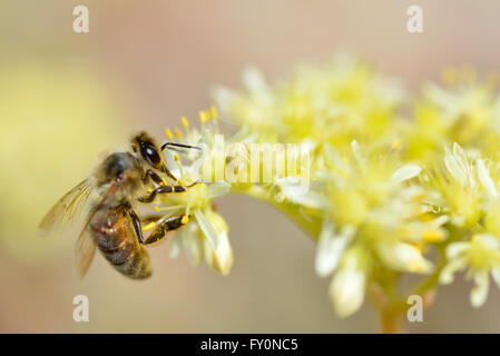 Macro d'abeille (Apis) se nourrissant de fleur jaune vu de profil Banque D'Images