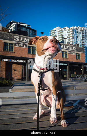 Type pit-bull dog, East Village, Calgary, Alberta, Canada Banque D'Images