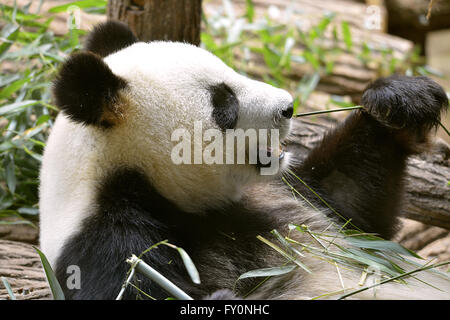 Gros plan du panda géant (Ailuropoda melanoleuca) eating bamboo Banque D'Images