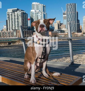 Pit Bull dog, rocé, portrait, race mélangée, East Village, Calgary, Alberta, Canada Banque D'Images