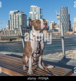 Pit Bull dog, rocé, portrait, race mélangée, East Village, Calgary, Alberta, Canada Banque D'Images