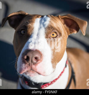 Profondeur de champ à portrait d'un pit-bull cross Banque D'Images