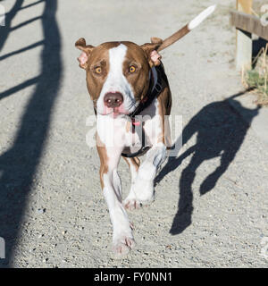 L'exécution de type pit-bull dog, de race mélangée, Saint Patrick's Island, Calgary, Alberta, Canada Banque D'Images