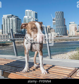 Pit Bull dog, rocé, portrait, race mélangée, East Village, Calgary, Alberta, Canada Banque D'Images