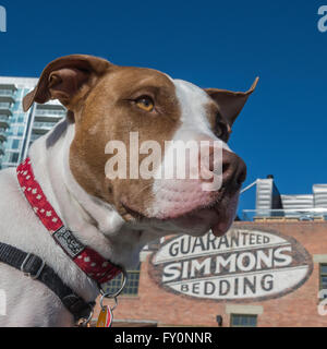 Type pit-bull dog, East Village, Calgary, Alberta, Canada Banque D'Images