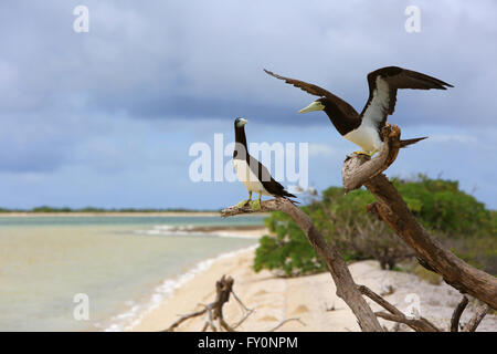 Couple d'oiseaux Fou brun, l'île Christmas, Kiribati Banque D'Images