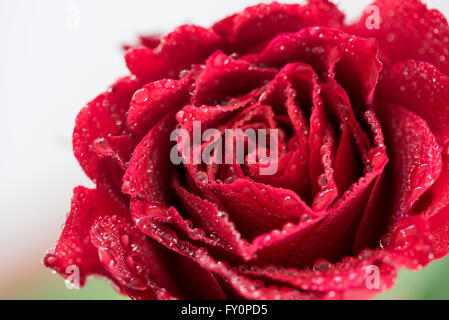 Pétales de rose rouge avec gouttes de pluie libre. Banque D'Images