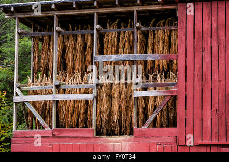 Une vieille grange pour le séchage du tabac Le tabac burley air cure des prix Creek, Caroline du Nord. La culture du tabac n'est plus économiquement viables dans l'ouest de la Caroline du Nord, mais surtout robe pour un usage privé. Banque D'Images