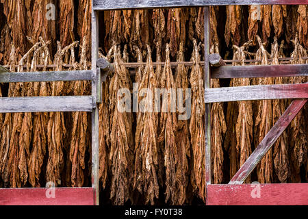 Une vieille grange pour le séchage du tabac Le tabac burley air cure des prix Creek, Caroline du Nord. La culture du tabac n'est plus économiquement viables dans l'ouest de la Caroline du Nord, mais surtout robe pour un usage privé. Banque D'Images