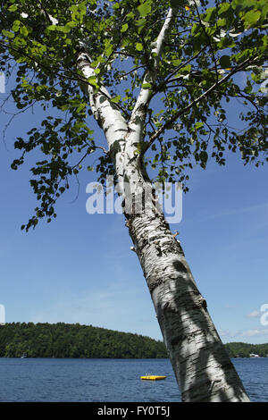 Arbre du bouleau à papier à côté d'un lac avec une plate-forme flottante jaune dans le Vermont Banque D'Images