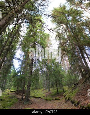 Vue vers le haut dans une forêt dans le Värmland, en Suède. Banque D'Images