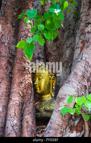 Tête Bouddha dans l'arbre de la Bodhi Banque D'Images