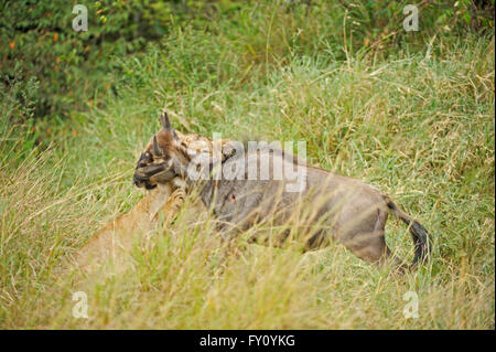 Femme lion attaquant un gnou dans les prairies du Maasai Mara Banque D'Images