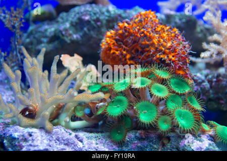 Coral Reef Banque D'Images