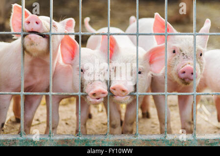 Drôle de groupe de petits cochons à la ferme Banque D'Images