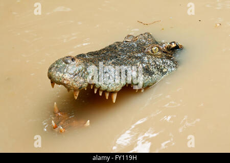 Tête de crocodile dans l'eau Banque D'Images